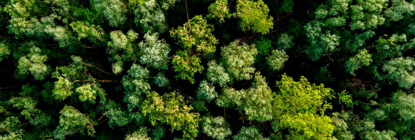 O priveliste aeriana a unei paduri